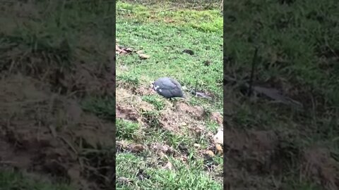 Guinea fowl with injured toe free ranging again