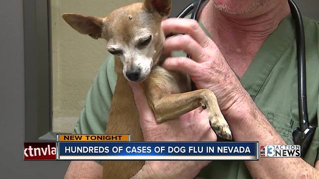 Hundreds of dog flu cases confirmed in Nevada