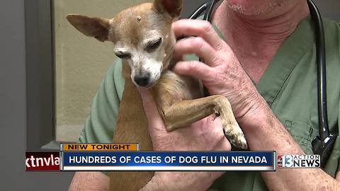 Hundreds of dog flu cases confirmed in Nevada