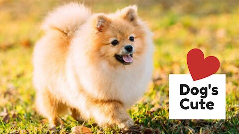 Cute Dogs - New Compilation 😍 - Dog Lovers
