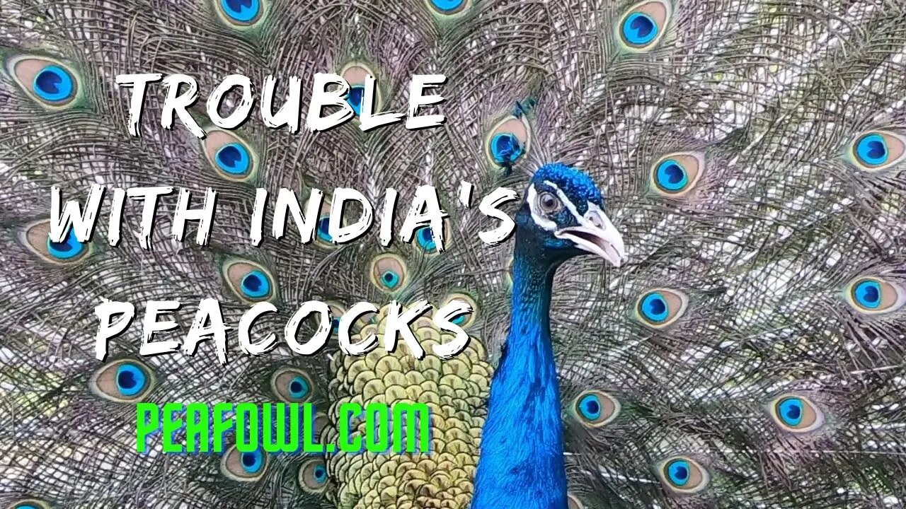 Trouble With India's Peacocks, Peacock Minute, peafowl.com