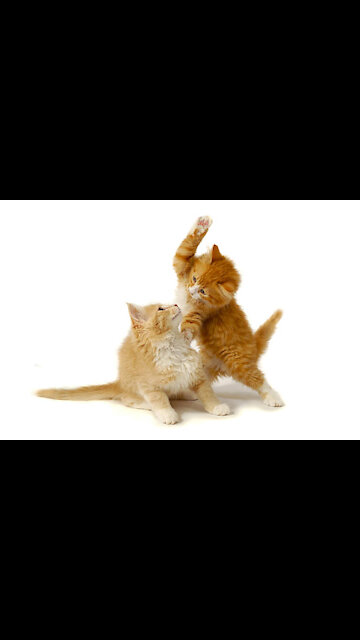 👊👊Fight killed by cat See what happens next👊👊