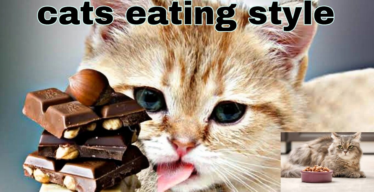 Cat eat chocolate in funny style|best cat video