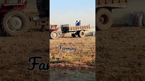 wheat harvesting, Gundam ki katai , farming paka karobar