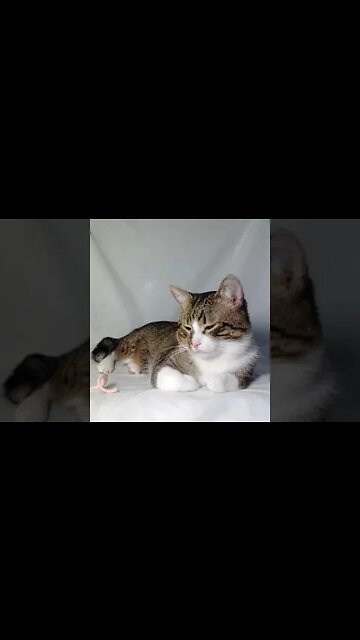 Cat Takes His Cap off #shorts