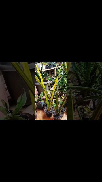 sansevieria Fla H13 variegated