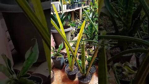 sansevieria Fla H13 variegated