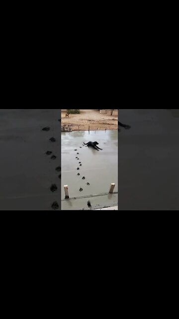 My Innate gift ? , # short