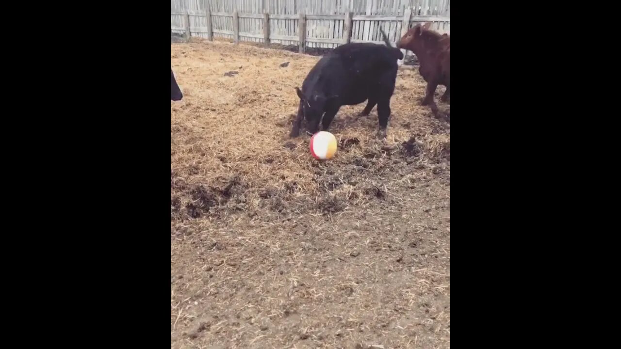 Bulls Play Soccer