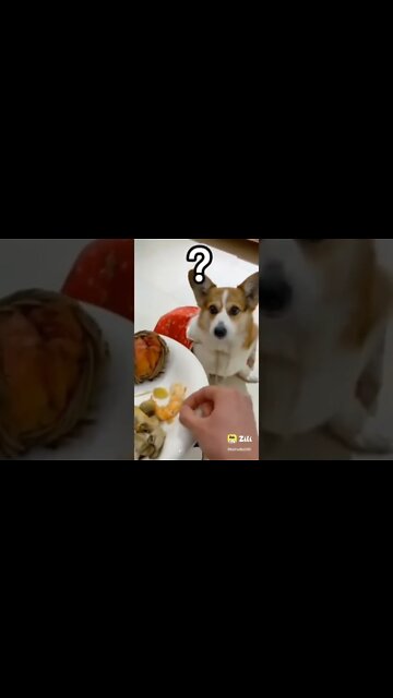 dog funny videos || dog tiktok || dog instagram ||dog training #short #shorts