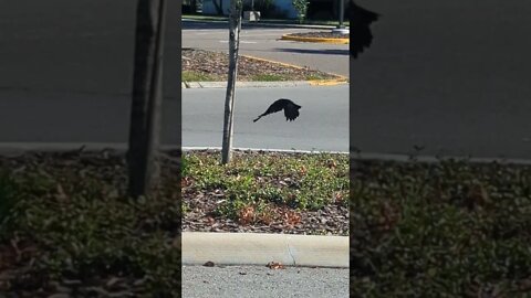 One Legged Crow #shorts #nature #outside