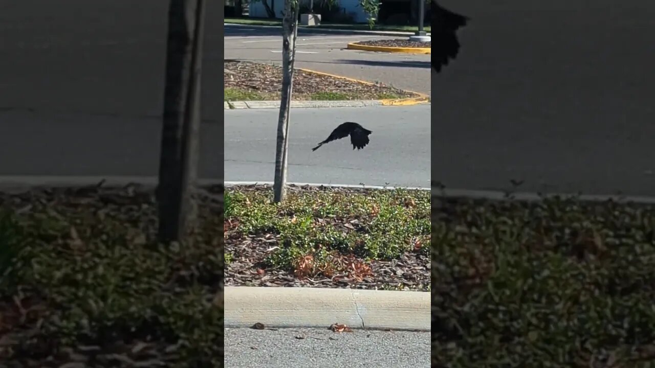 One Legged Crow #shorts #nature #outside