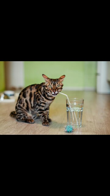 "Quirky Aquatic Ballet: The Unconventional Elegance of a Cat's Water Dance"