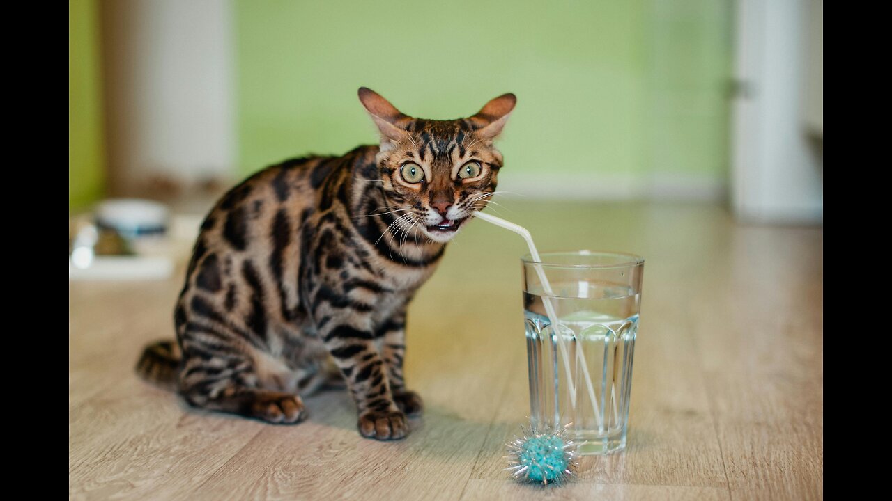 "Quirky Aquatic Ballet: The Unconventional Elegance of a Cat's Water Dance"