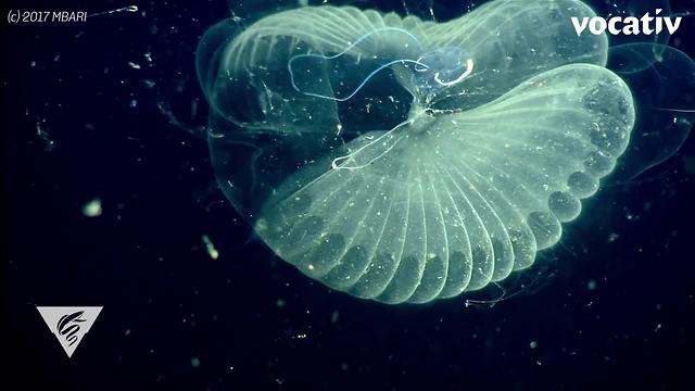 These Tiny Sea Creatures Are Fighting Climate Change