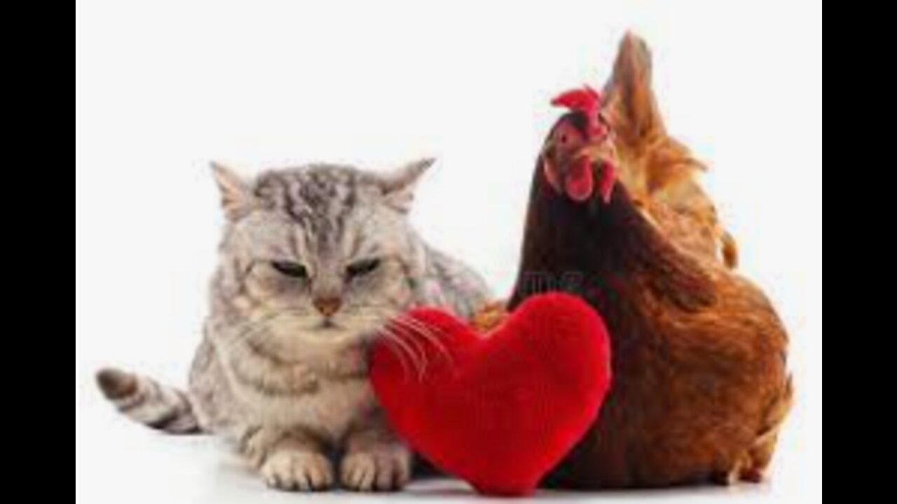 Pet Chicken Love Snuggling Up with Cat Buddy