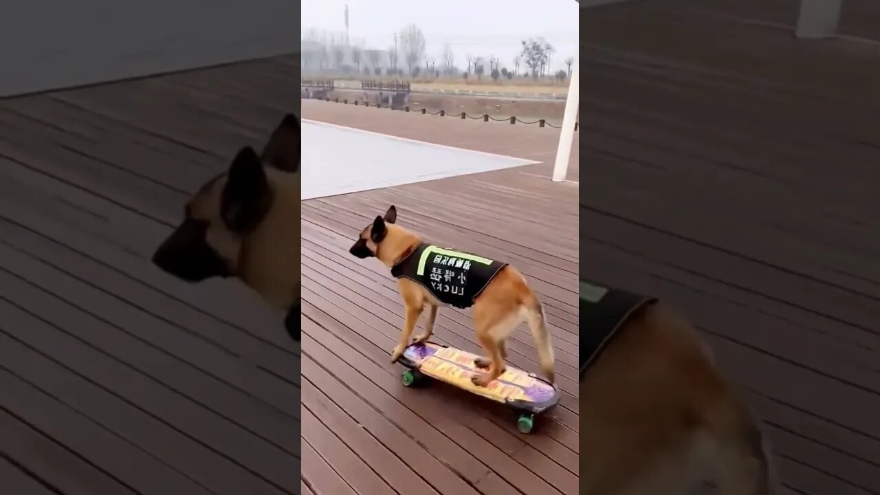 CACHORRO ANDANDO DE SKATE DOG PET SKATE