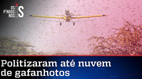 Mídia culpa agronegócio e aquecimento global por gafanhotos