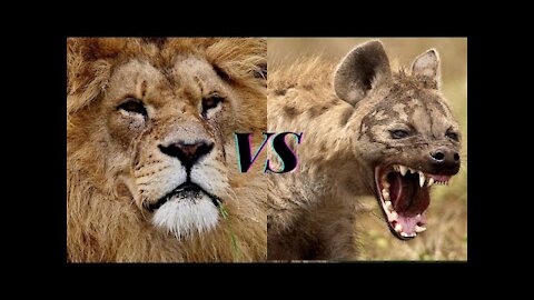 Lions fighting Hyenas moments