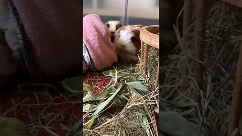Guinea pig afternoon