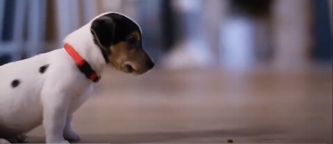 Top 10 Most Popular Dog Foods For Puppies
