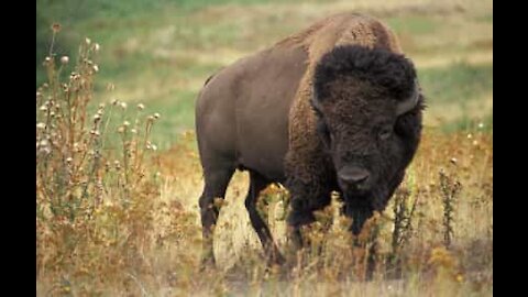 Un buffle plein de vigueur s'amuse avec un pneu