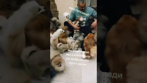 #shorts Смешные Собаки Из Тик Тока 203 Funny Dogs From Tiktok