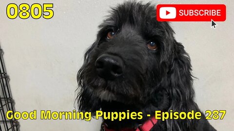 [0805] GOOD MORNING PUPPIES - EPISODE 287 [#dogs #doggos #doggies #puppies #dogdaycare]