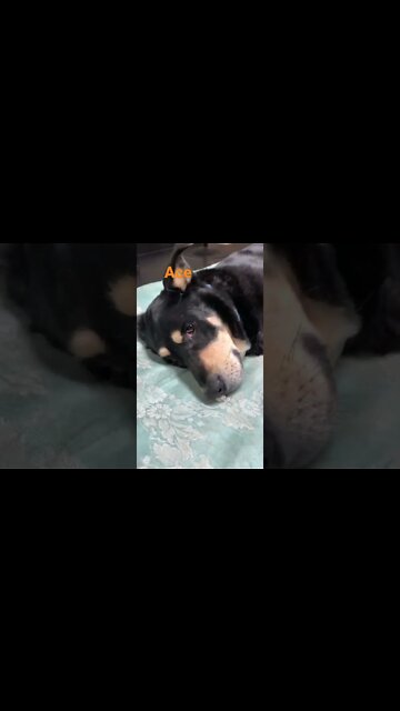 [Shorts 0090] ACE [#dogs #doggos #doggies #puppies #dogdaycare]