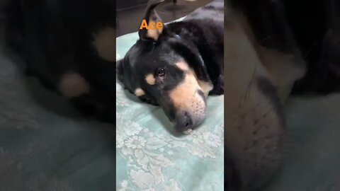 [Shorts 0090] ACE [#dogs #doggos #doggies #puppies #dogdaycare]