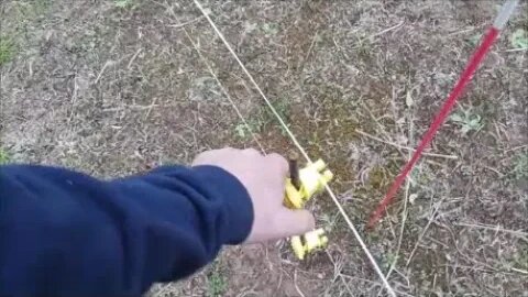 Fencing off a corner and escorting some chicks home