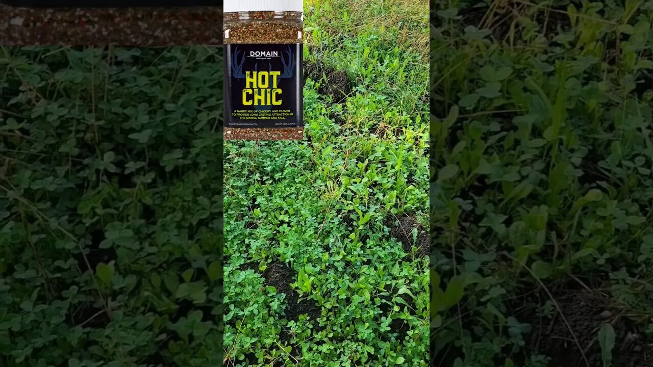 Domain Outdoor Hot Chic - Food Plot Check in