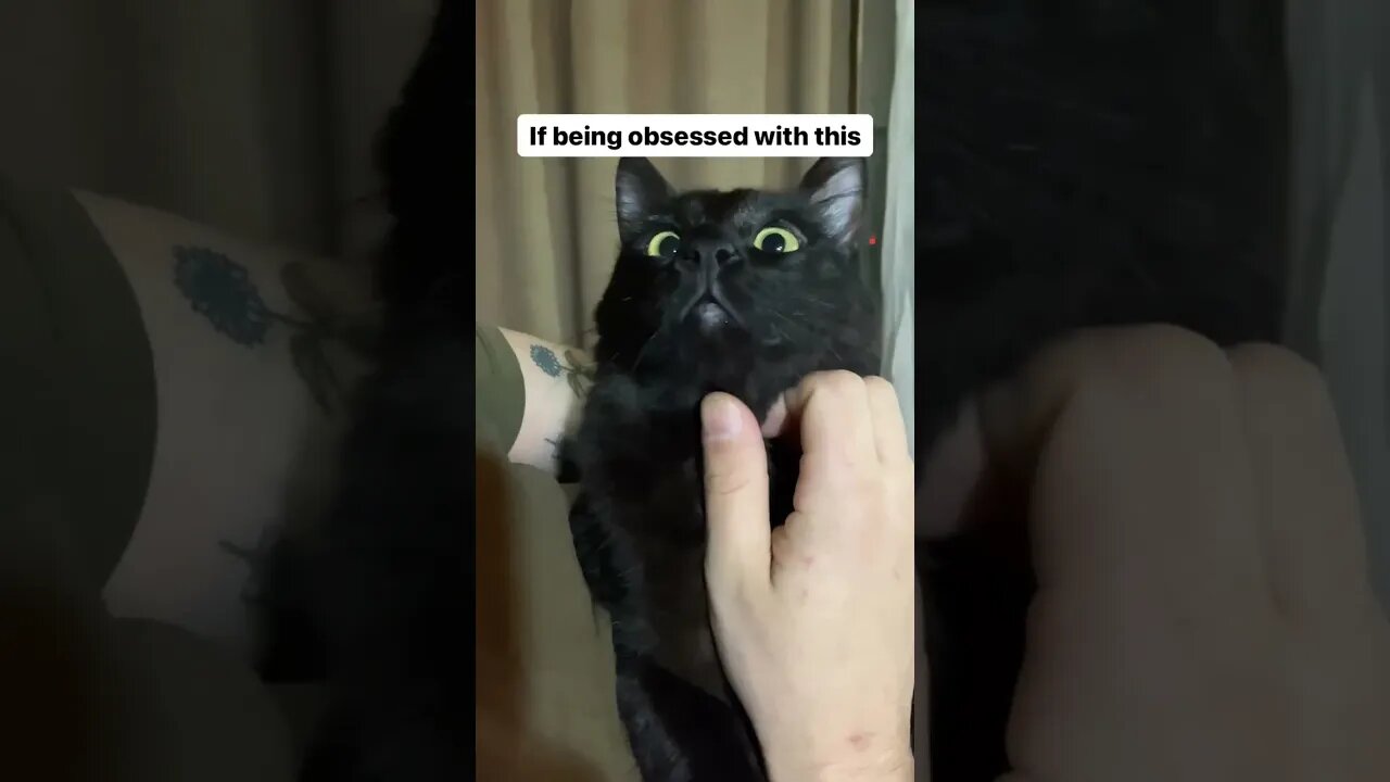 How to be obsessed with a cat