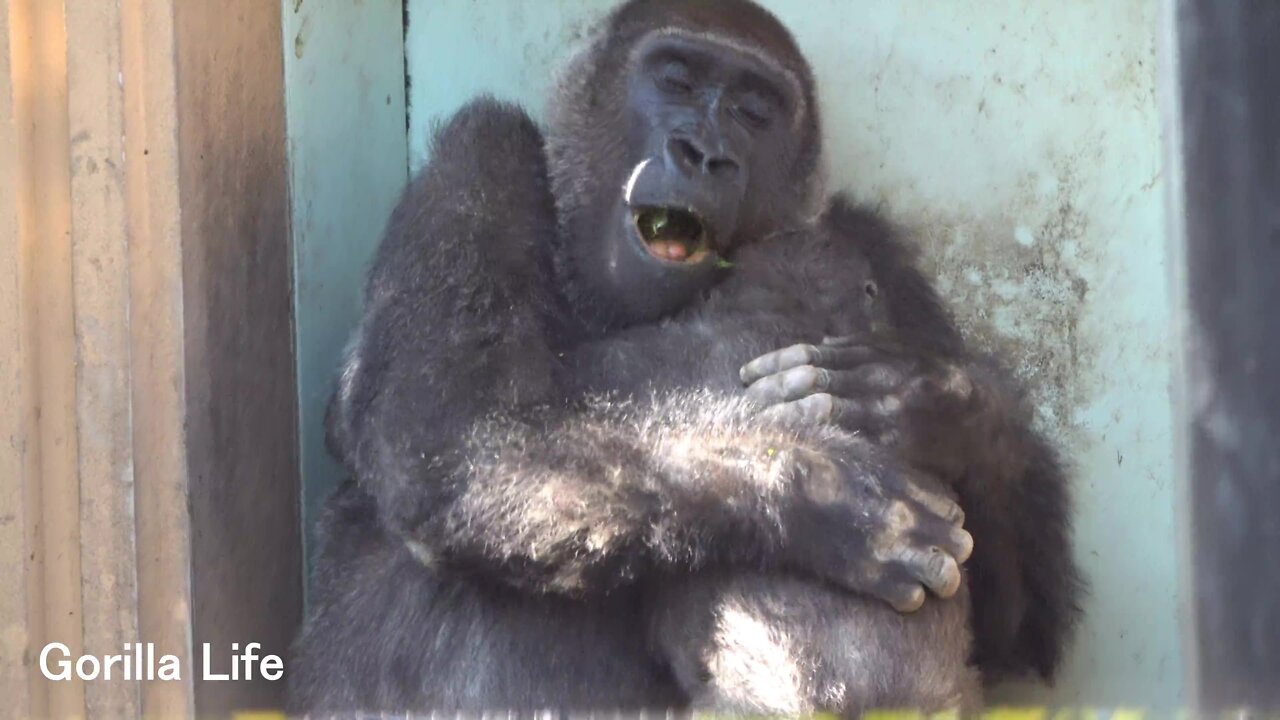 LOVE ! Genki hugs Kintaro tightly, stroking him @gorilla