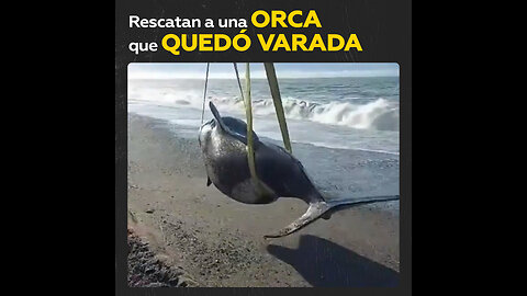 Orca queda varada en la costa y no puede volver al mar