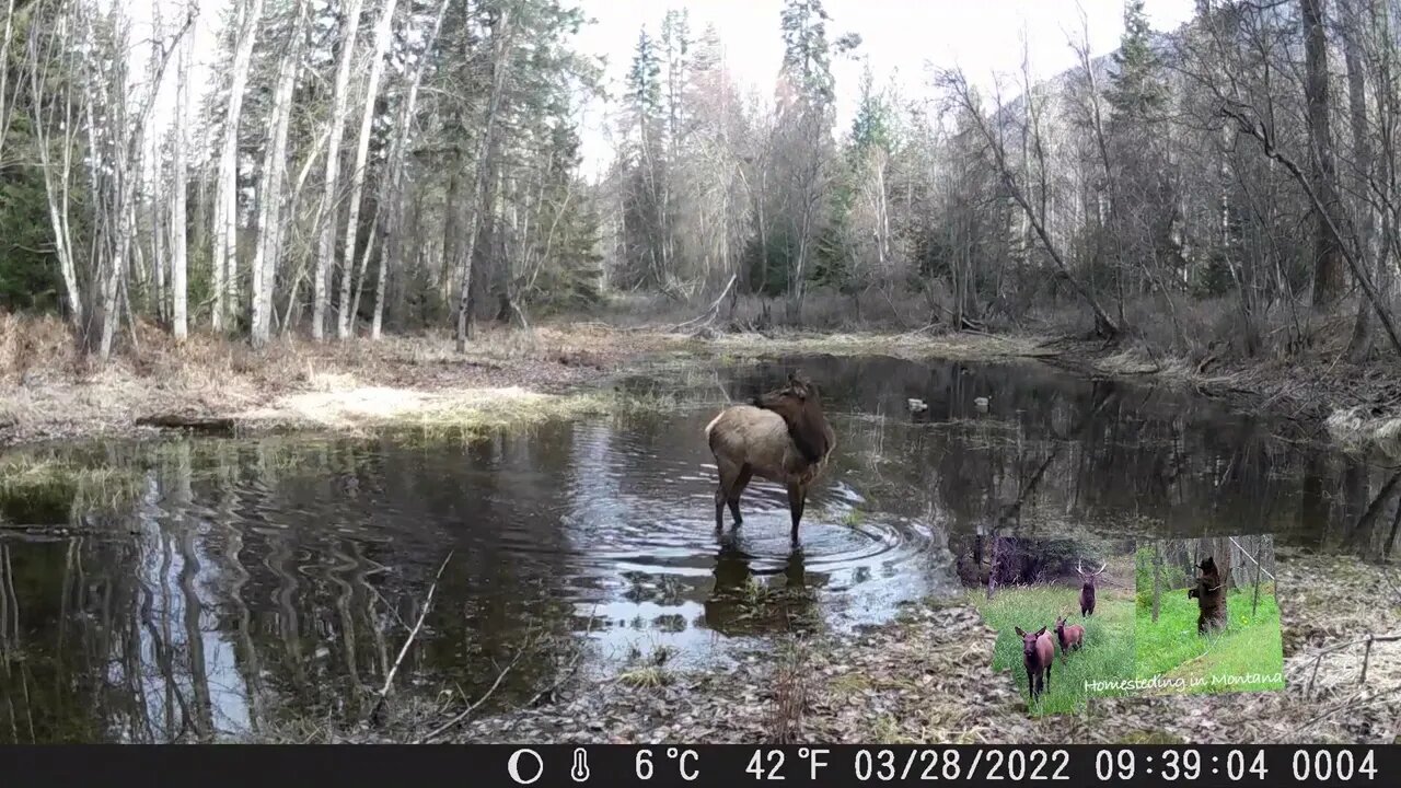 ELK