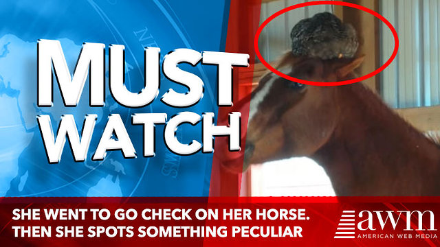 She Went To Go Check On Her Horse. Then She Spots Something Peculiar On It’s Head