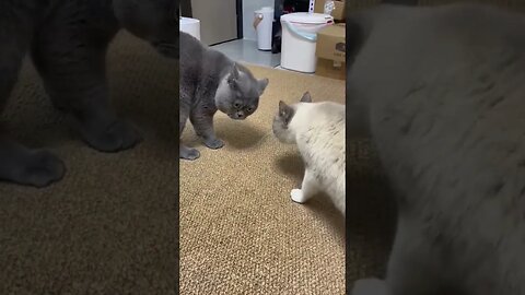 Two cats having a conversation..Not sure what are they saying?