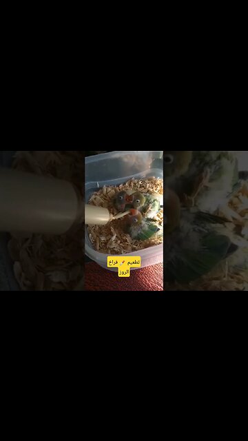 تطعيم فراخ طيور الروز روعة