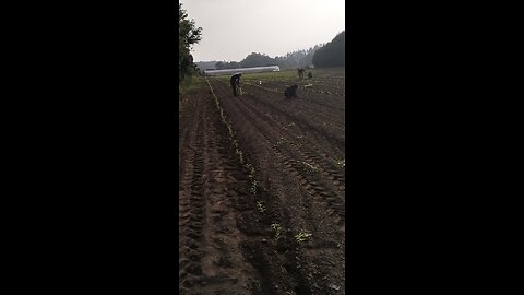 agriculture Portugal work