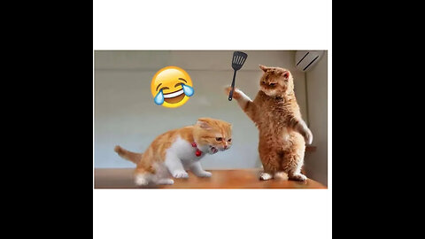 funny 🤣 animals 🥴🤗 video