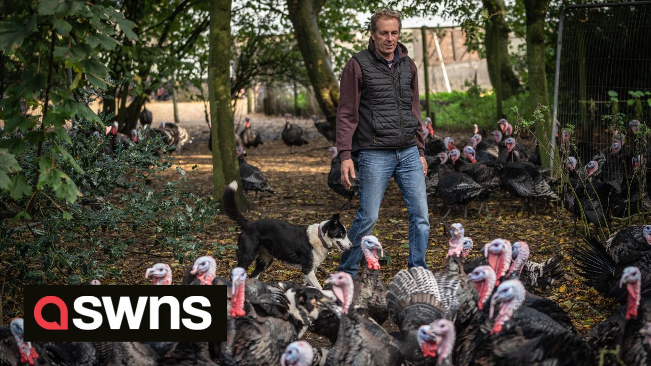 Crafty farmer uses sheep dogs to get his flock of 10,000 turkeys home safely each night