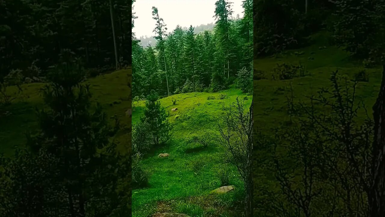 jo sakun jangal main hin wo kahan hai? #youtubeshorts #nature