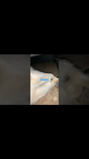 [Shorts 0056] FROST [#dogs #doggos #doggies #puppies #dogdaycare]