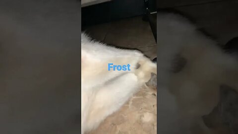 [Shorts 0056] FROST [#dogs #doggos #doggies #puppies #dogdaycare]