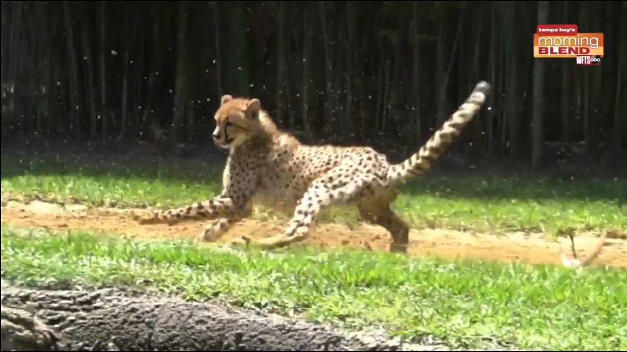 Awesome Animals | Morning Blend