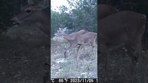Relaxed deer eating