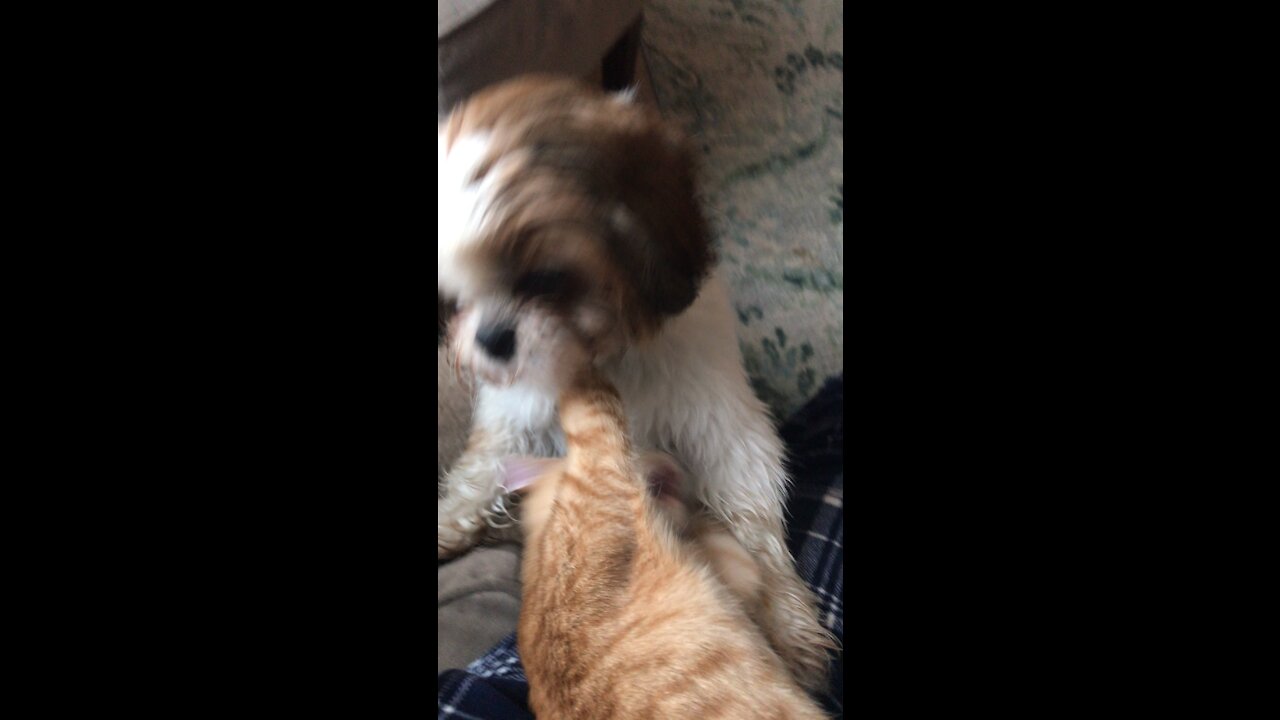 Cat boxing dog