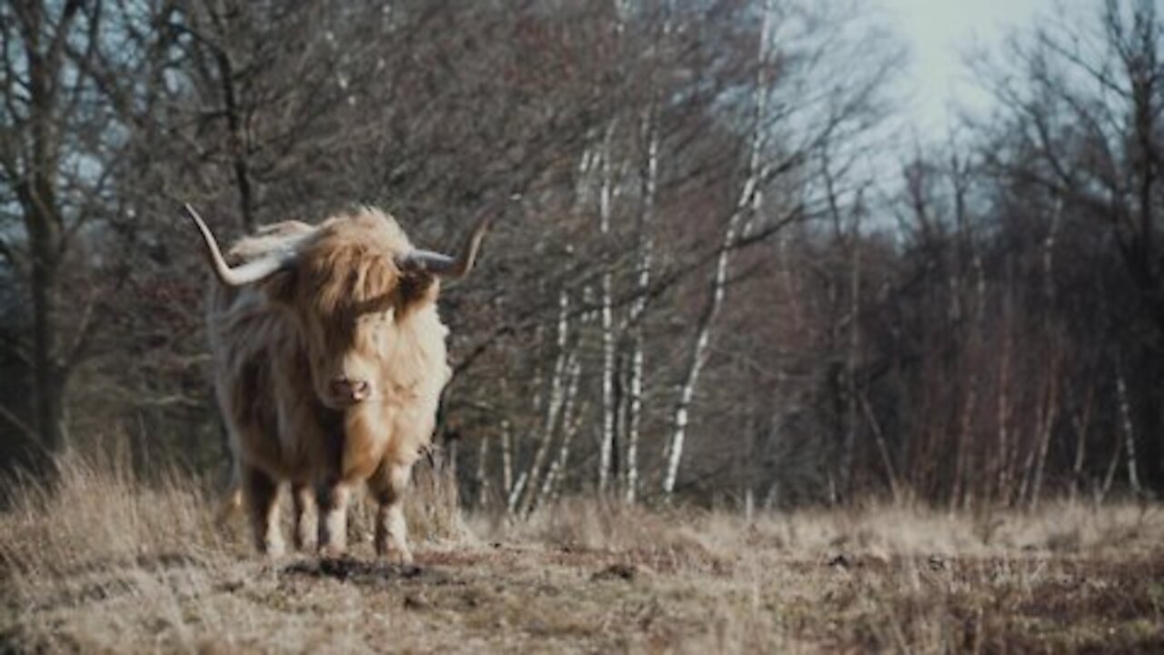 Highland cows