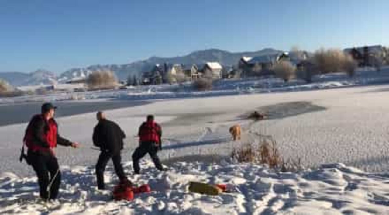 Cão salvo de lagoa gelada em Montana